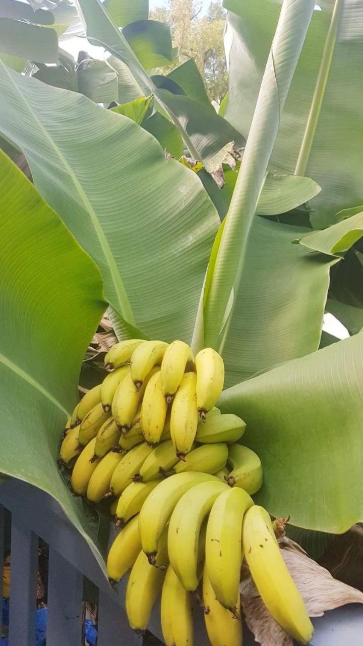 Dayspring Lodge Nuku'alofa Buitenkant foto